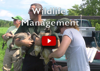 NH Wildlife Management